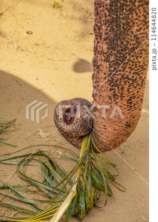 Asian Elephant skin texture abstract background Asian Elephant skin texture abstract background 114644820
