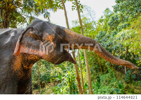 large Asian elephant with specific skin color, large Asian elephant with specific skin color, 114644821