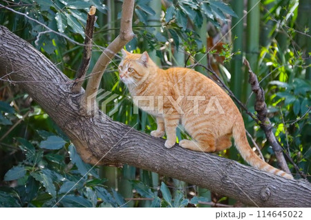 木の上で見つめる里山の野良猫 木の上で見つめる里山の野良猫 114645022