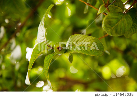 Three guava are on the tree branch Three guava are on the tree branch 114645039