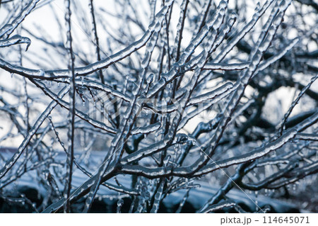 Icing in the world of branch with long green needles covered with a thin layer of ice on a winter 114645071