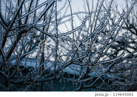 Icing in the world of branch with long green needles covered with a thin layer of ice on a winter 114645081