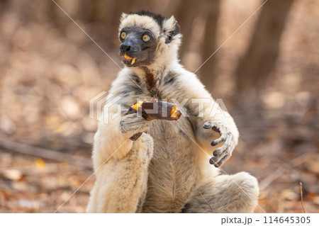 Sifaka lemur (Propithecus verreauxi), Madagascar nature Sifaka lemur (Propithecus verreauxi), Madagascar nature 114645305