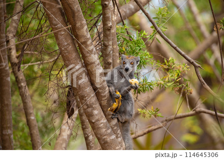 Crowned lemur in forest Madagascar nature. Crowned lemur in forest Madagascar nature. 114645306