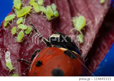 macro 5x image ladybug destroying eats green aphids close up 114645315