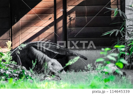 Myrmecophaga tridactyla, Giant anteater 114645339
