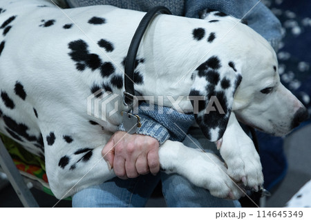 Adorable Dalmatian dog with human indoors. Lovely pet 114645349