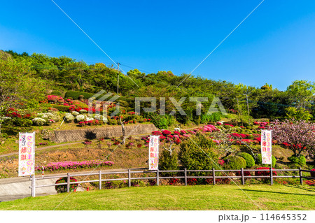 歌垣公園のツツジ　【佐賀県杵島郡白石町】 114645352