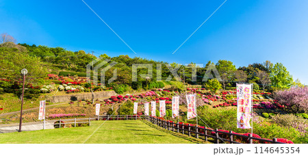 歌垣公園のツツジ　パノラマ　【佐賀県杵島郡白石町】 114645354