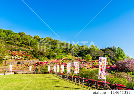 歌垣公園のツツジ　【佐賀県杵島郡白石町】 114645355