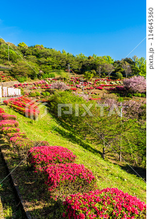 歌垣公園のツツジ 【佐賀県杵島郡白石町】 歌垣公園のツツジ 【佐賀県杵島郡白石町】 114645360
