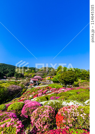 歌垣公園のツツジ　【佐賀県杵島郡白石町】 114645385