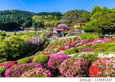 歌垣公園のツツジ　【佐賀県杵島郡白石町】 114645387