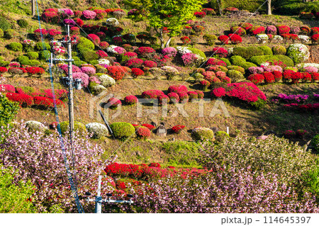 歌垣公園のツツジ 【佐賀県杵島郡白石町】 歌垣公園のツツジ 【佐賀県杵島郡白石町】 114645397