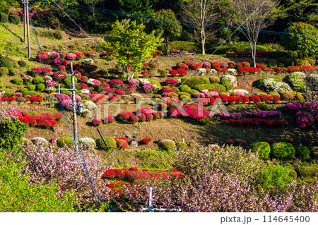 歌垣公園のツツジ　【佐賀県杵島郡白石町】 114645400