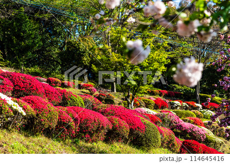 歌垣公園のツツジ　【佐賀県杵島郡白石町】 114645416