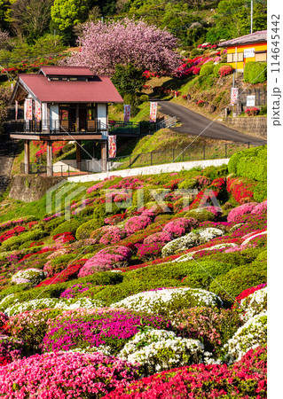 歌垣公園のツツジ　【佐賀県杵島郡白石町】 114645442