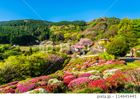 歌垣公園のツツジ　【佐賀県杵島郡白石町】 114645445
