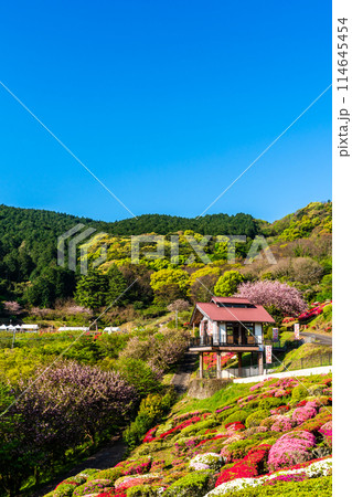歌垣公園のツツジ　【佐賀県杵島郡白石町】 114645454