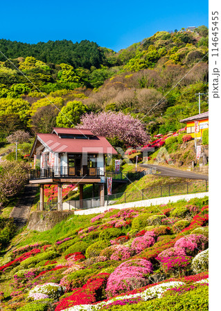 歌垣公園のツツジ　【佐賀県杵島郡白石町】 114645455