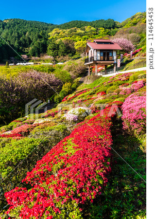 歌垣公園のツツジ　【佐賀県杵島郡白石町】 114645458