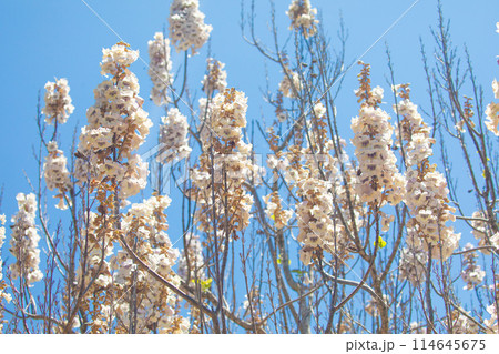 Growing Paulonia Imperial (Paulownia tomentosa) Growing Paulonia Imperial (Paulownia tomentosa) 114645675