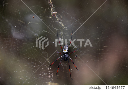 Golden Silk Orb-Weaver Trichonephila Nephila inaurata 114645677