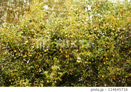 green Hass Avocados fruit hanging in the tree 114645716