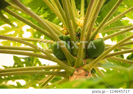 fresh papaya tree with bunch of fruits fresh papaya tree with bunch of fruits 114645717