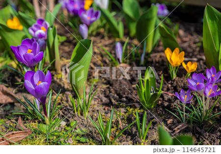 Mixed colorful flowers Nature background 114645721