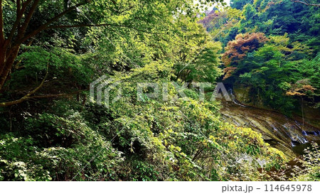 千葉県大多喜町養老渓谷の秋の粟又の滝の森 114645978