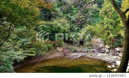 千葉県大多喜町養老渓谷の秋の粟又の滝の水辺 114645983