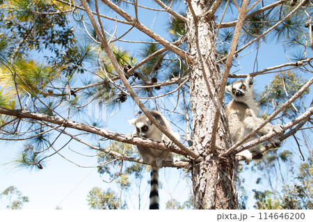 ring-tailed gray lemur in natural environment Madagascar 114646200