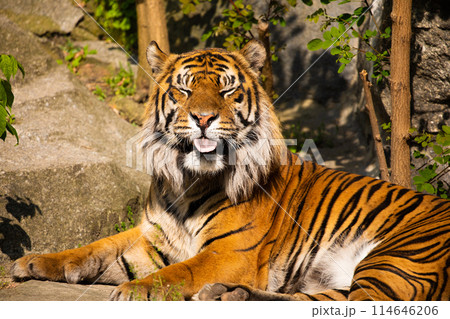 critically endangered Sumatran tiger critically endangered Sumatran tiger 114646206