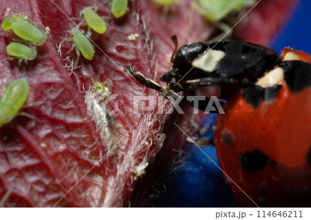 macro 5x image ladybug destroying eats green aphids close up macro 5x image ladybug destroying eats green aphids close up 114646211