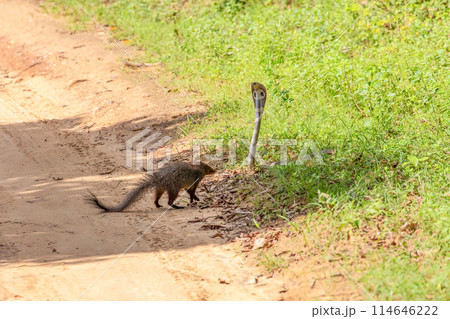 mongoose fights with an aggressive cobra in the wild mongoose fights with an aggressive cobra in the wild 114646222