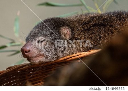cute wild bear cuscus aulirops ursinus arboreal against blure background. 114646233