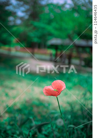 ナガミヒナゲシ 114646435