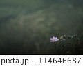 ウインターコスモス　枯れ 114646687