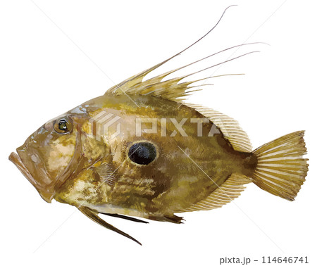 大口プレデターのマトウダイの魚体リアル調切り抜き白背景イラストレーション。 大口プレデターのマトウダイの魚体リアル調切り抜き白背景イラストレーション。 114646741