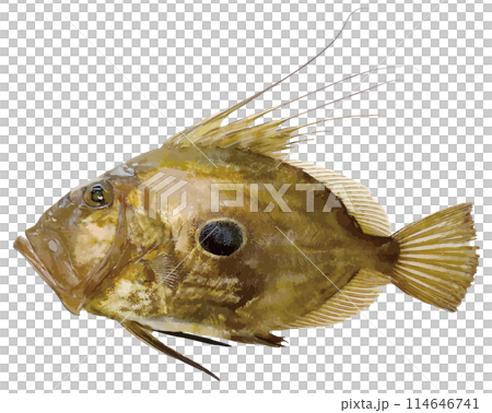 A realistic cut-out illustration of a large-mouthed predator John Dory fish on a white background. 114646741
