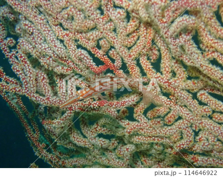 赤いソフトコーラルの上に住む赤い魚のクダゴンベ 114646922