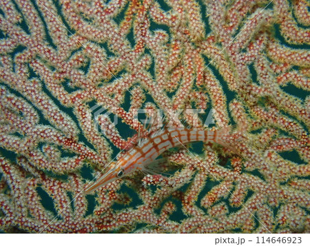 赤いソフトコーラルの上に住む赤い魚のクダゴンベ 114646923