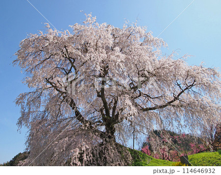 又兵衛桜 又兵衛桜 114646932