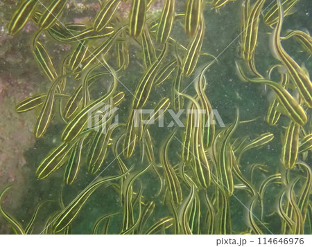 海の中で群れになって泳ぐゴンズイ 114646976