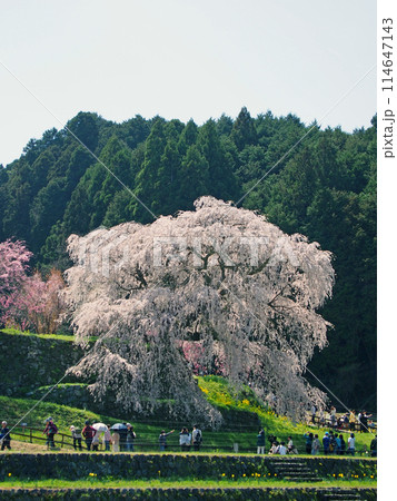 又兵衛桜 114647143