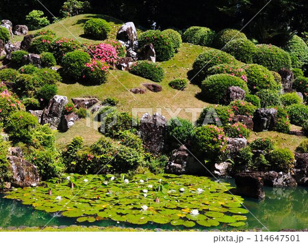 龍潭寺の蓮の花が咲いている池 龍潭寺の蓮の花が咲いている池 114647501