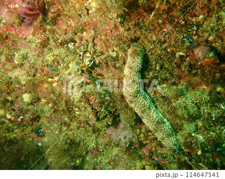 海の岩場に生息するトラフナマコ 114647541