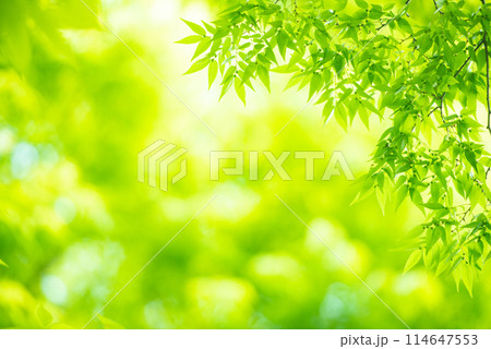爽やか春の芽吹き 新緑 114647553