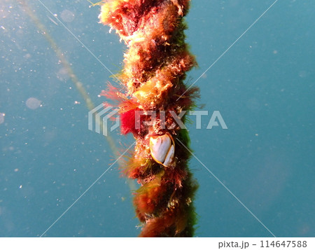 海の中のロープに張り付いて生息する白いエボシガイ 114647588